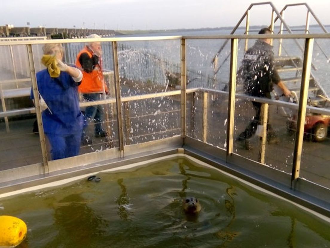Een zeehond in het buitenverblijf van A Seal.