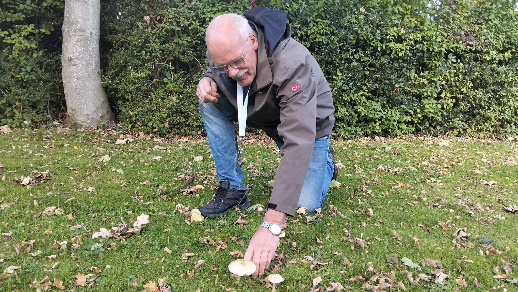 Paddenstoelen tellen in eigen tuin: 'Ze spelen een belangrijke rol in de natuur'