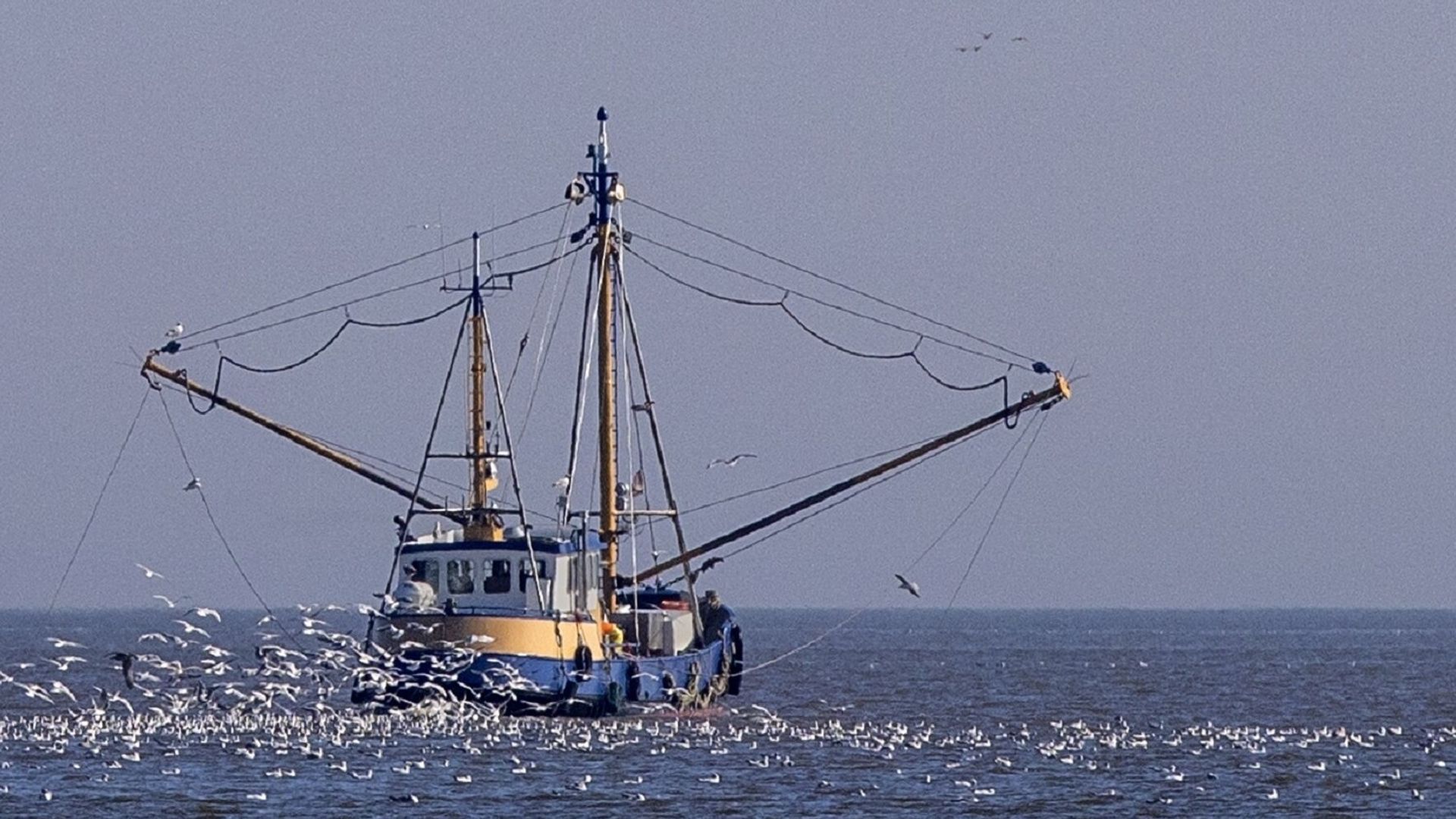 Een garnalenkotter bij Lauwersoog