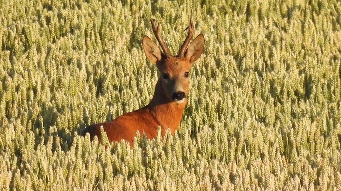 He(r)t zat verstopt in het graan