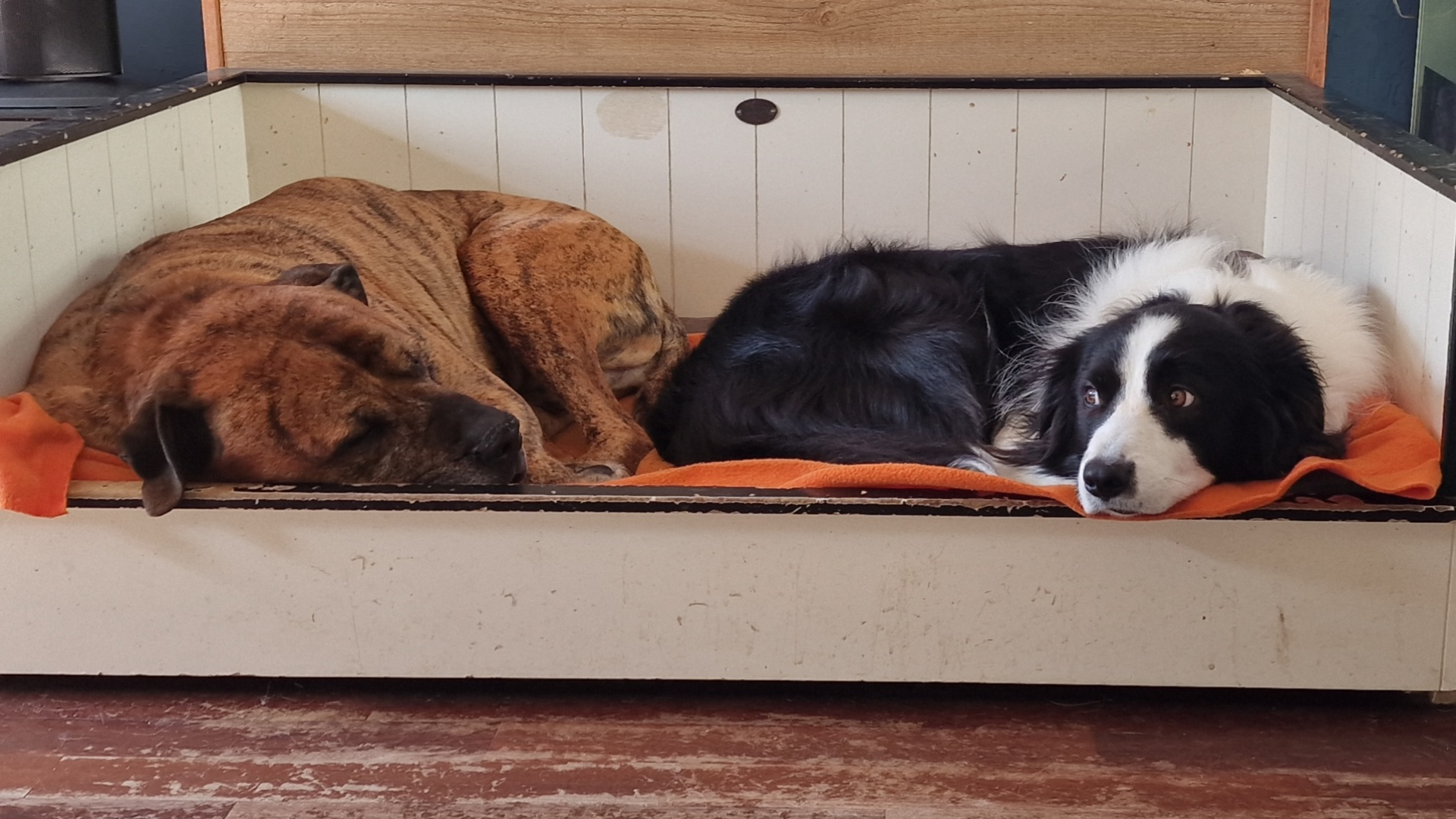 De broers Juno (11) en Binkie (4)