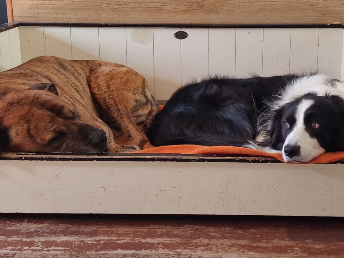 De broers Juno (11) en Binkie (4)