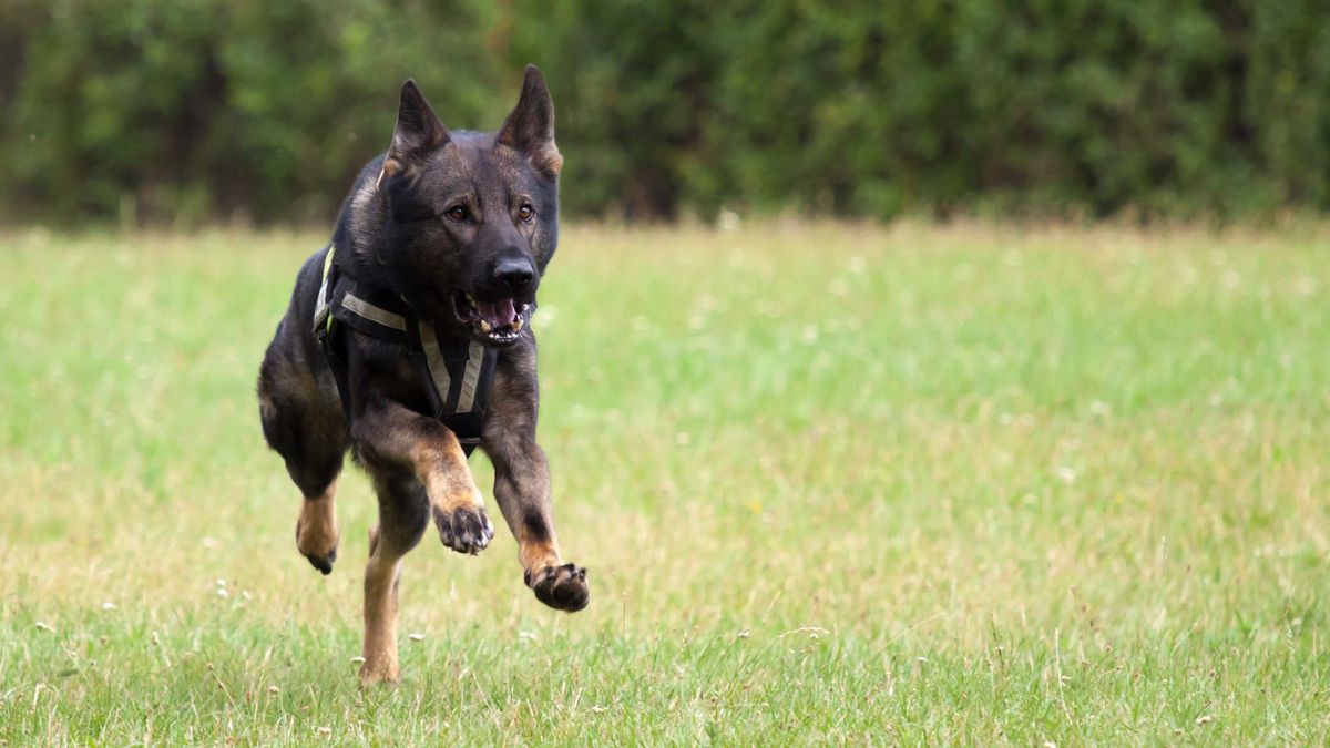 Kinderen aangevallen door Duitse herder in Harbrinkhoek: 