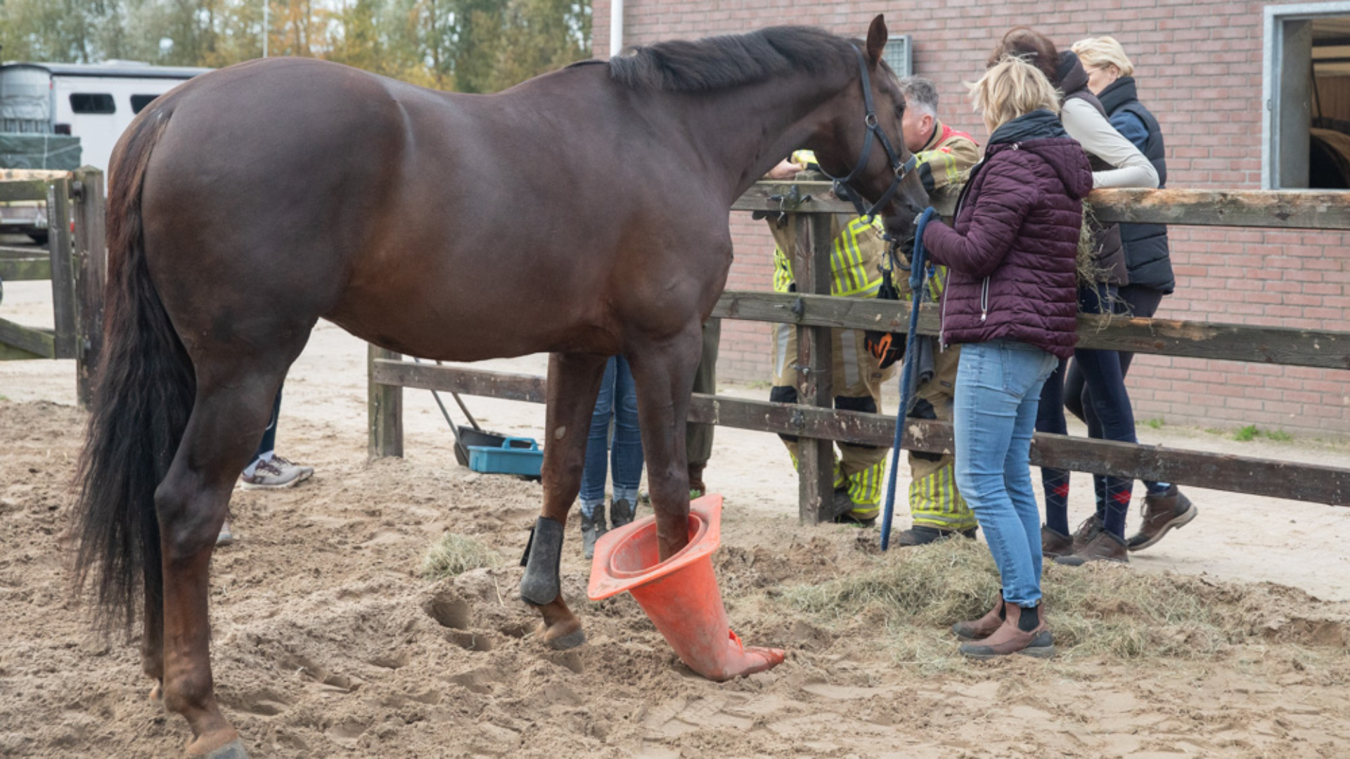 Paard Maddox Miami komt vast te zitten in pion: brandweer schiet te hulp