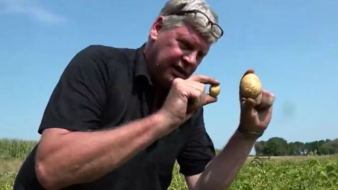 Boer Dick Geerts laat zien hoe groot de aardappel hoort te zijn (Rechten: RTV Drenthe)