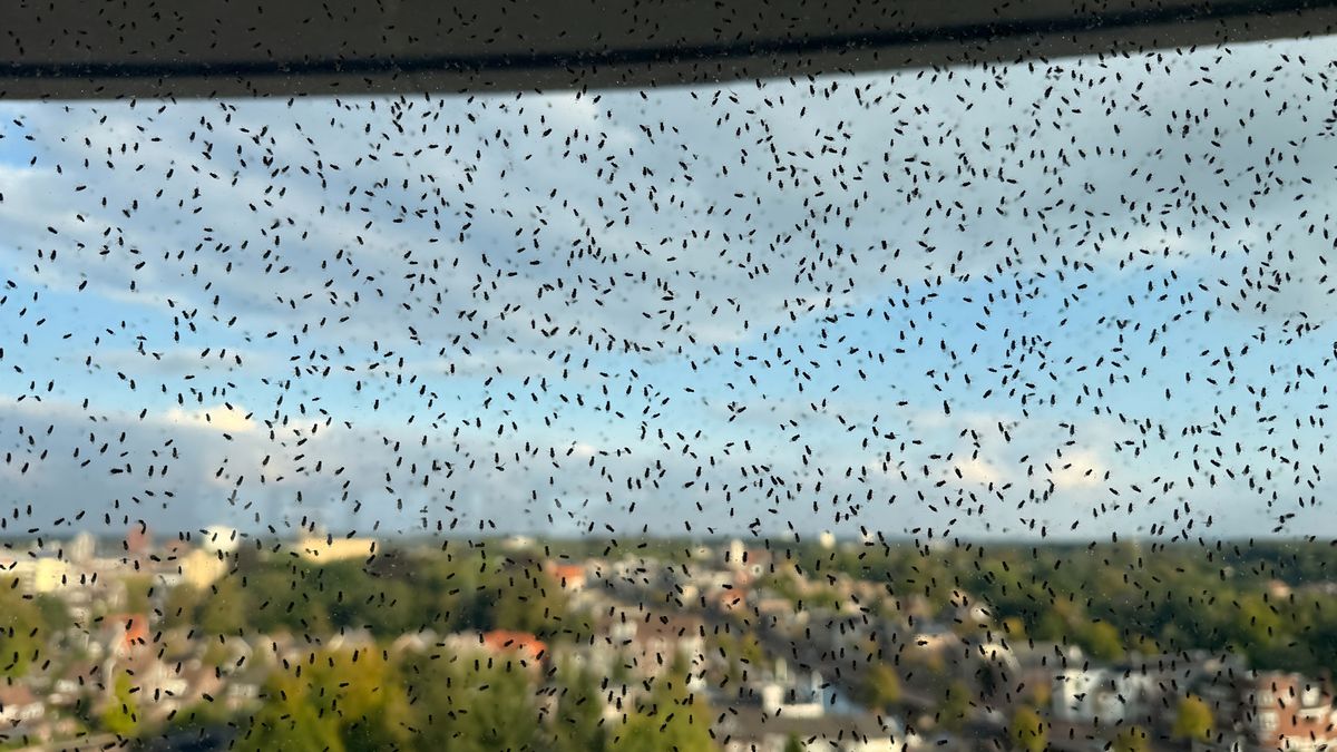 Het raadsel van een raam vol vliegen in Assen