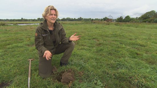 'Grond is kurkdroog', boswachter laat zien dat natuur nog lang niet is hersteld Home