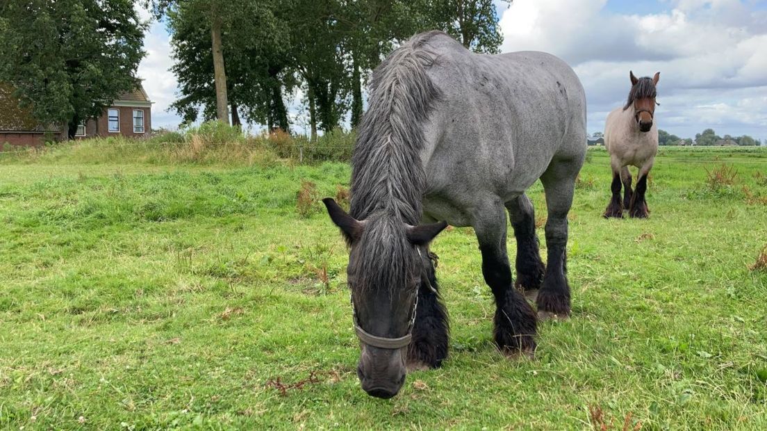 Merrie Sterre, de moeder van het veulen