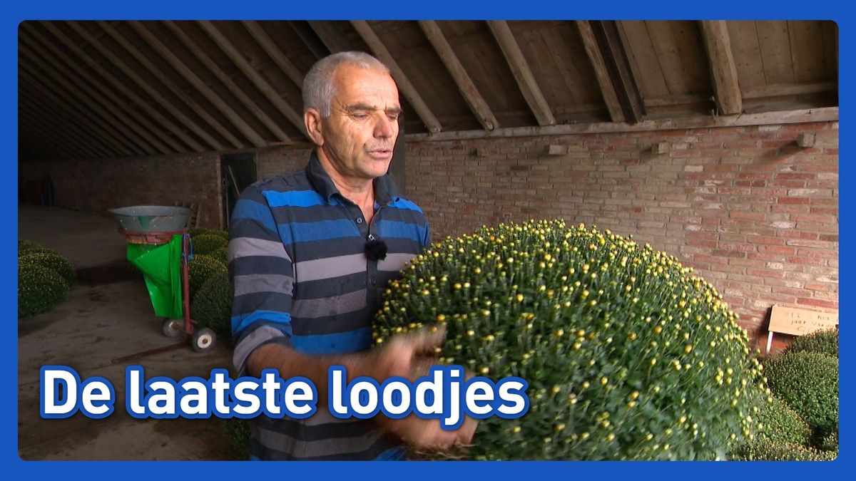 'Hier graag één van en nog een paarse'