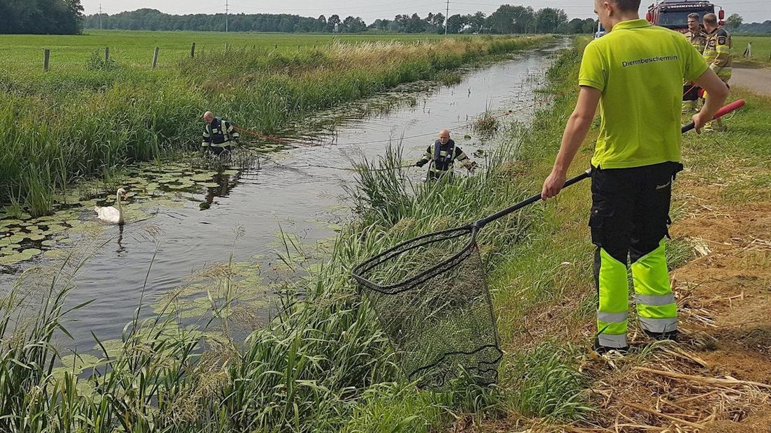 Gewonde zwaan blijkt niet gewond