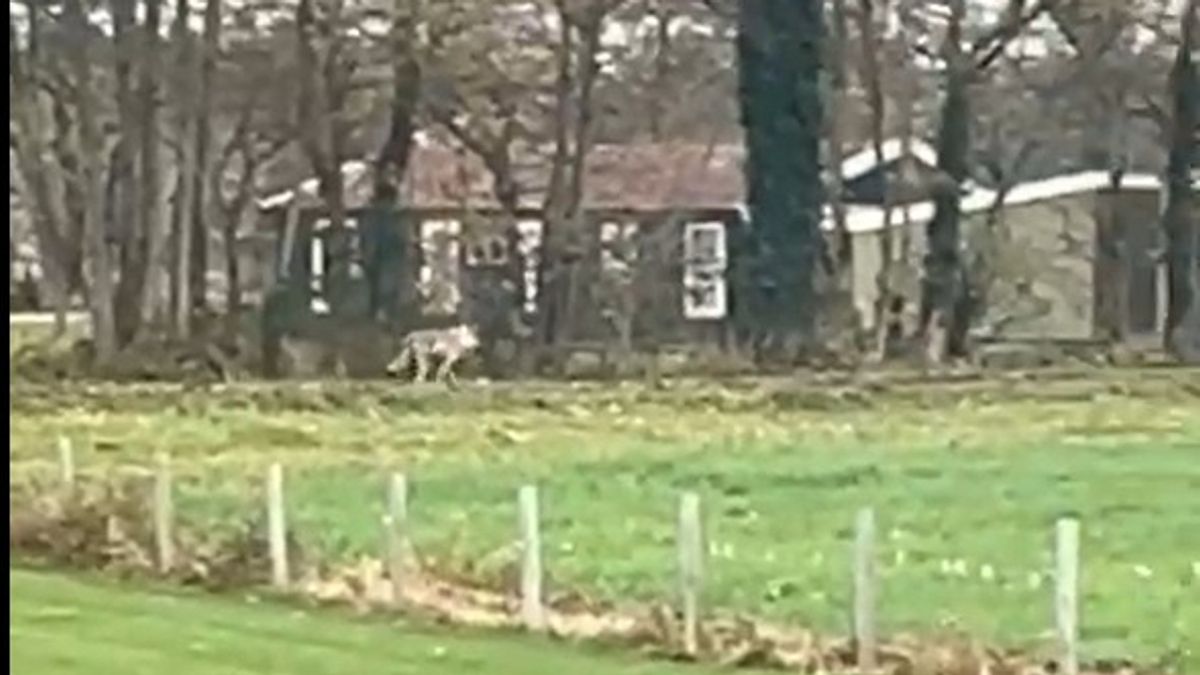 Na Goor nu ook mogelijke wolf gezien in Enschede: 'Wat een mooi beest, eigenlijk'