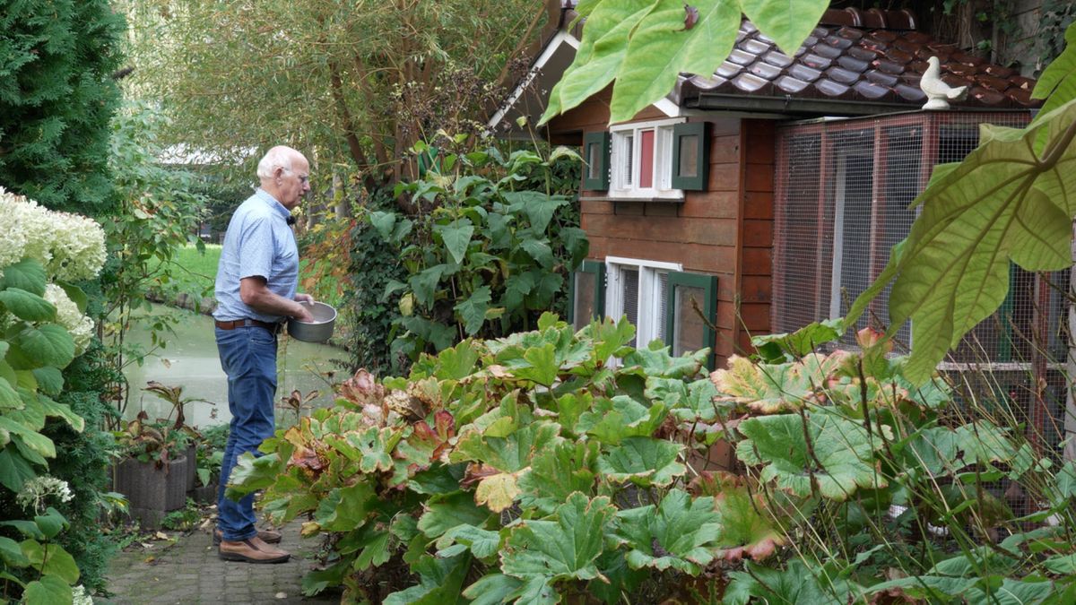 Geliefde duiven van Siem spoorloos verdwenen, hij vermoedt diefstal: 'Emotionele waarde'