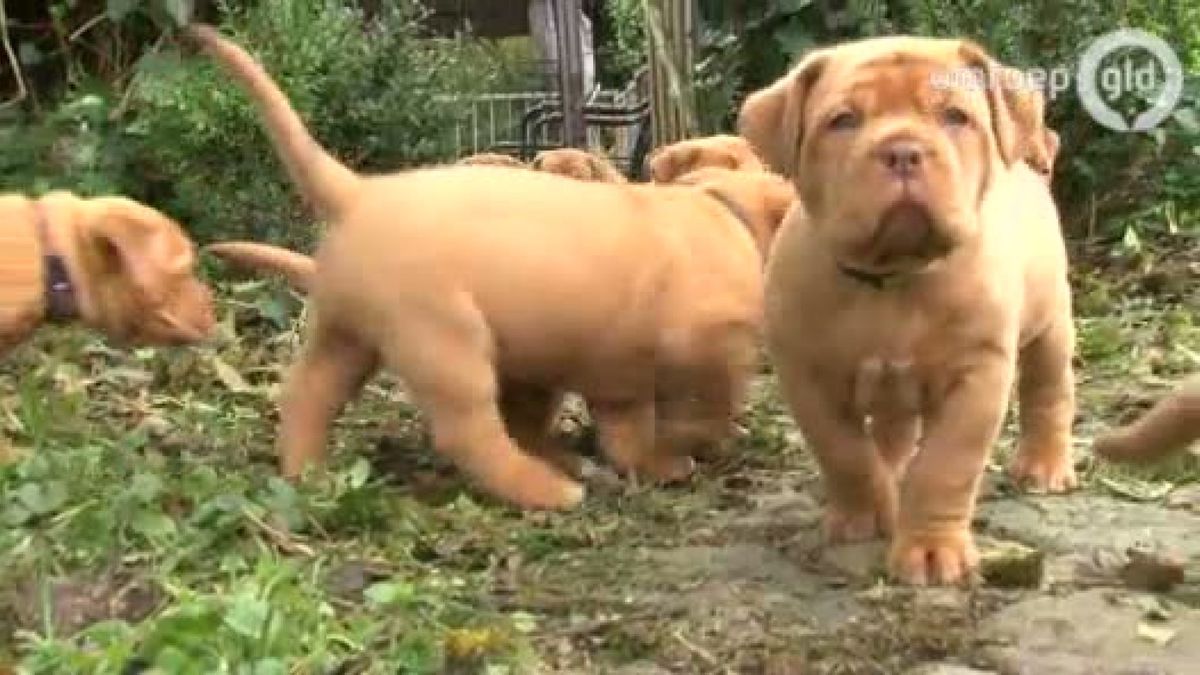 Bordeauxdog met 18 pups in Deest