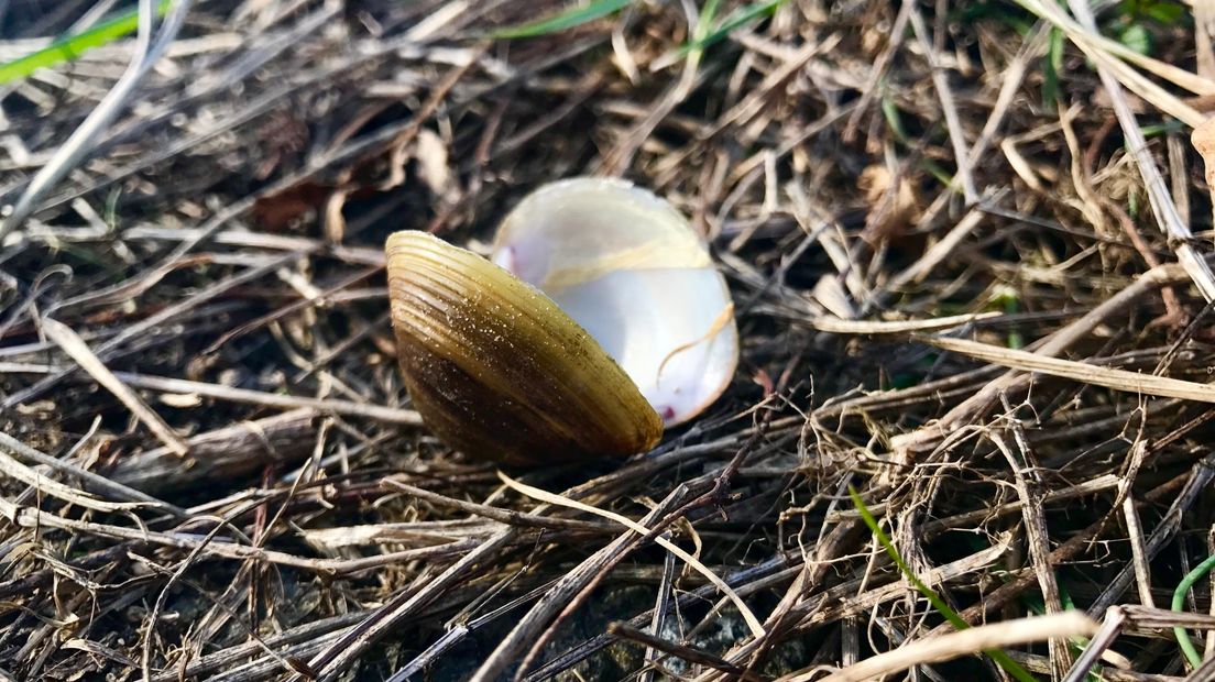 Iedere zondagochtend tussen 7.00 en 10.00 uur struint verslaggever Laurens Tijink door de Gelderse natuur. Dit weekend staat in het teken van de Nationale Tuinvogeltelling en daarom gaat Laurens vandaag op pad met de Lentse vogelspotter Ben Brouwer. In de Lentse Waard leert Laurens de fijne kneepjes van het vogelen.