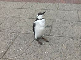 'Pinguïn' die op de boulevard strandde is overleden: 'We kunnen veel, maar dit is gewoon niet gelukt'