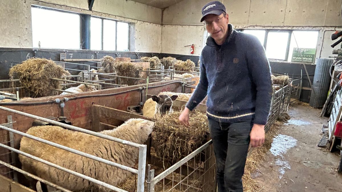 Schapenhouders gaan met stress de lente in: 