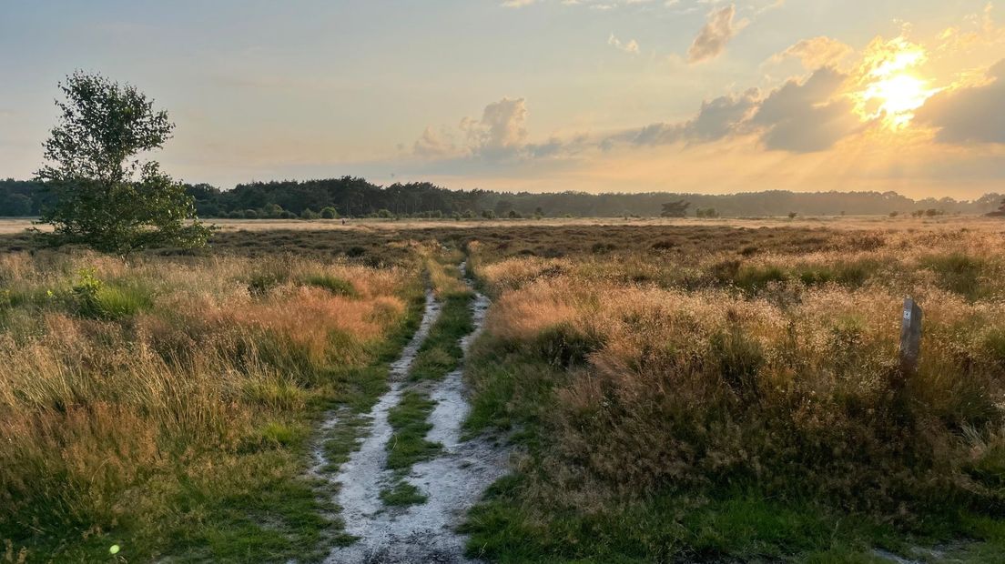 Een wandelpad door natuurgebied het Holtingerveld in de gemeente Westerveld