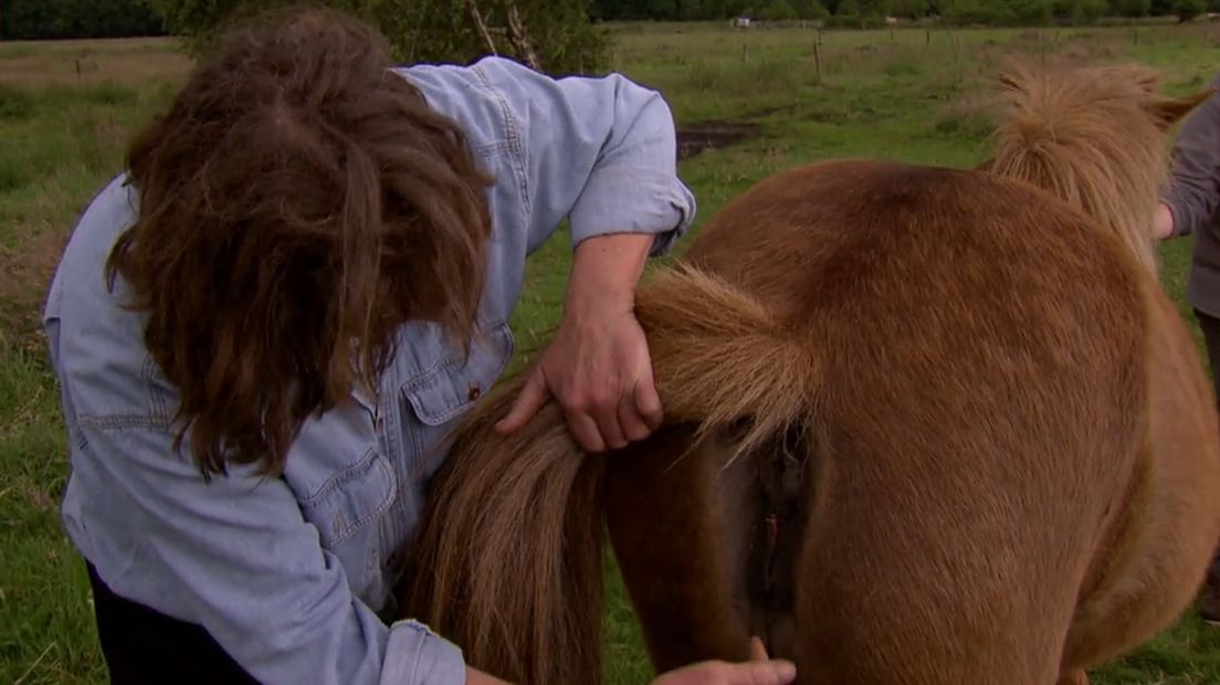 Paardenmishandeling (RTV Drente/ Archieffoto)