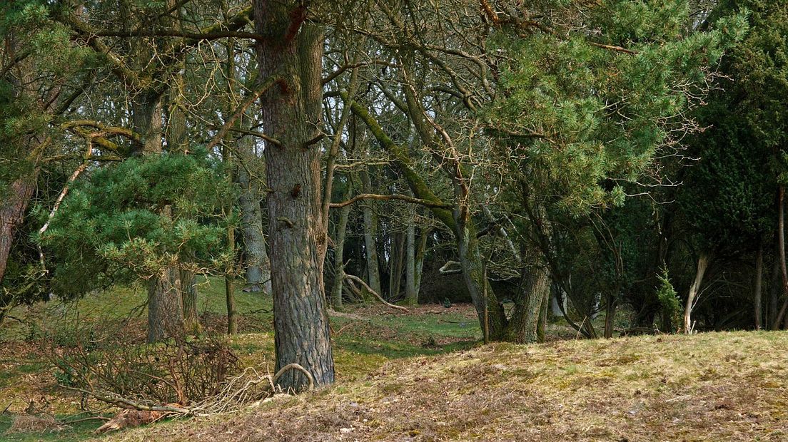 Op de Kampsheide liggen meerdere grafheuvels (Rechten: Free Nature Images/Hans Dekker)