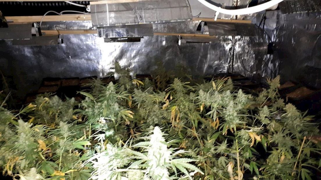 De politie ontdekte een kwekerij met 200 planten