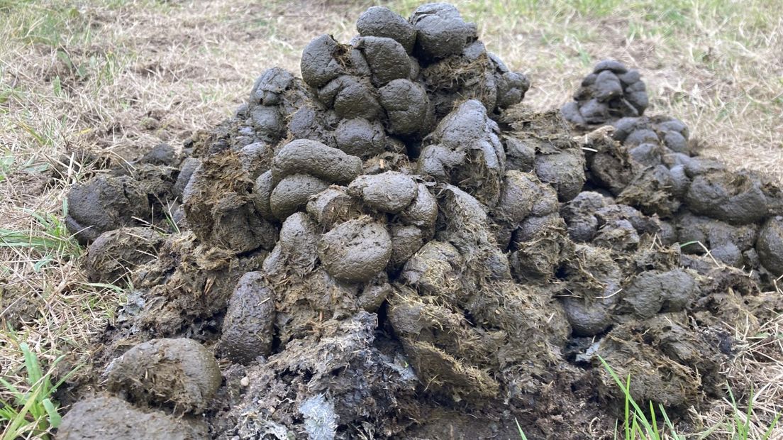 Grazende Konikpaarden en Rode Reus runderen doen hun best op De Klompenwaard.
