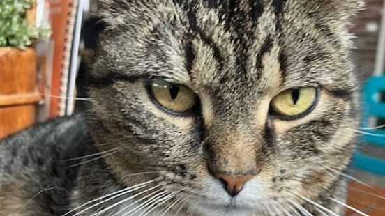 Ontvoerde kat Poessie uit Maastricht duikt op in Schiedam: 'Ik stond te trillen op mijn benen' Nieuws