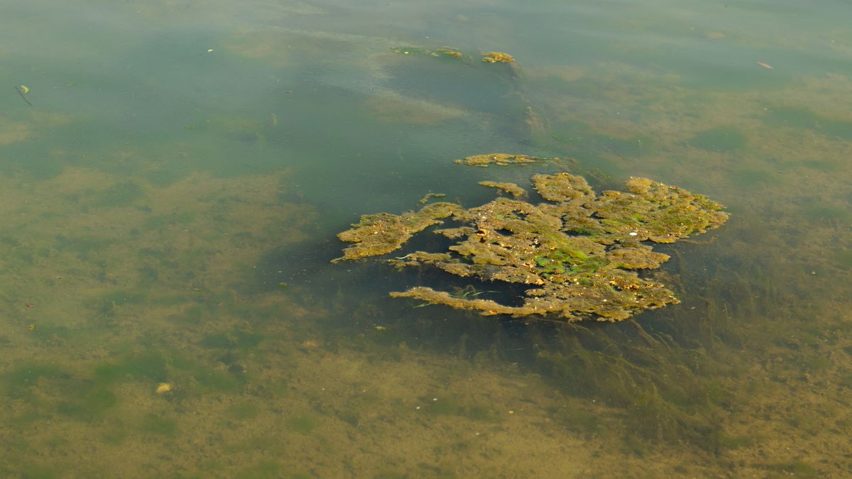 Waarschuwing voor blauwalg bij dagstrand in Ohé en Laak