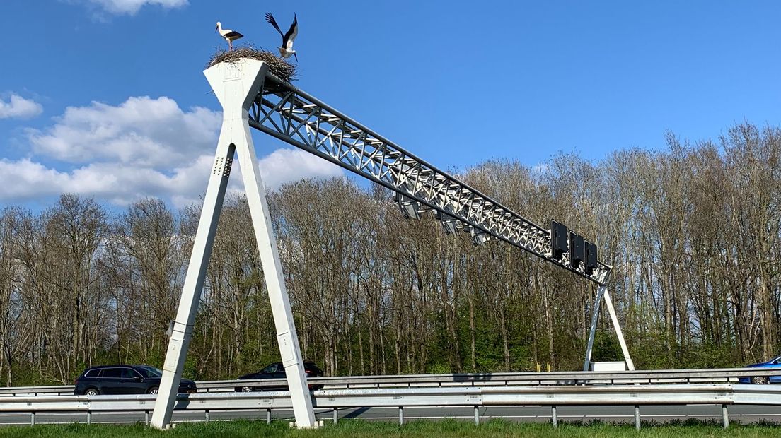 Ooievaars boven de A28 bij Staphorst afleiding voor automobilisten