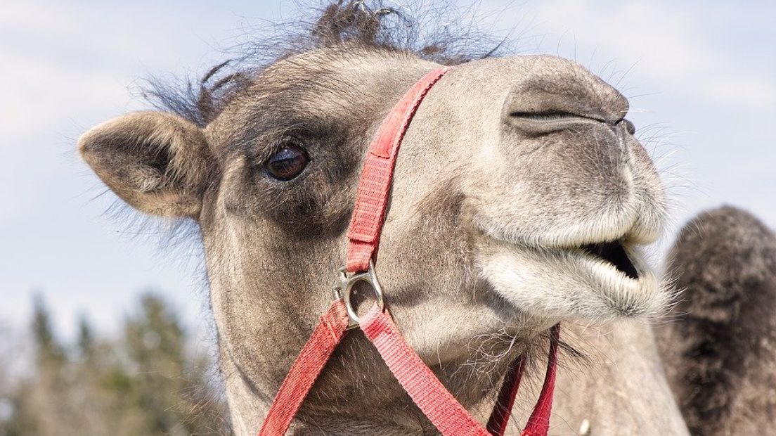 Het voortbestaan van Bert's Animal Verhuur in Appeltern hangt aan een zijden draad. Dat bleek dinsdag tijdens een zitting in de rechtbank in Arnhem. Eigenaar Bert Roelofs wil via de rechter voorkomen dat de gemeente West Maas en Waal hem dwingt met de verhuur van dieren te stoppen.