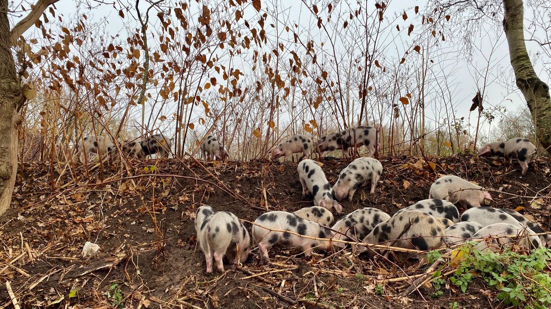 De varkens wroeten naar de wortels van de Japanse duizendknoop