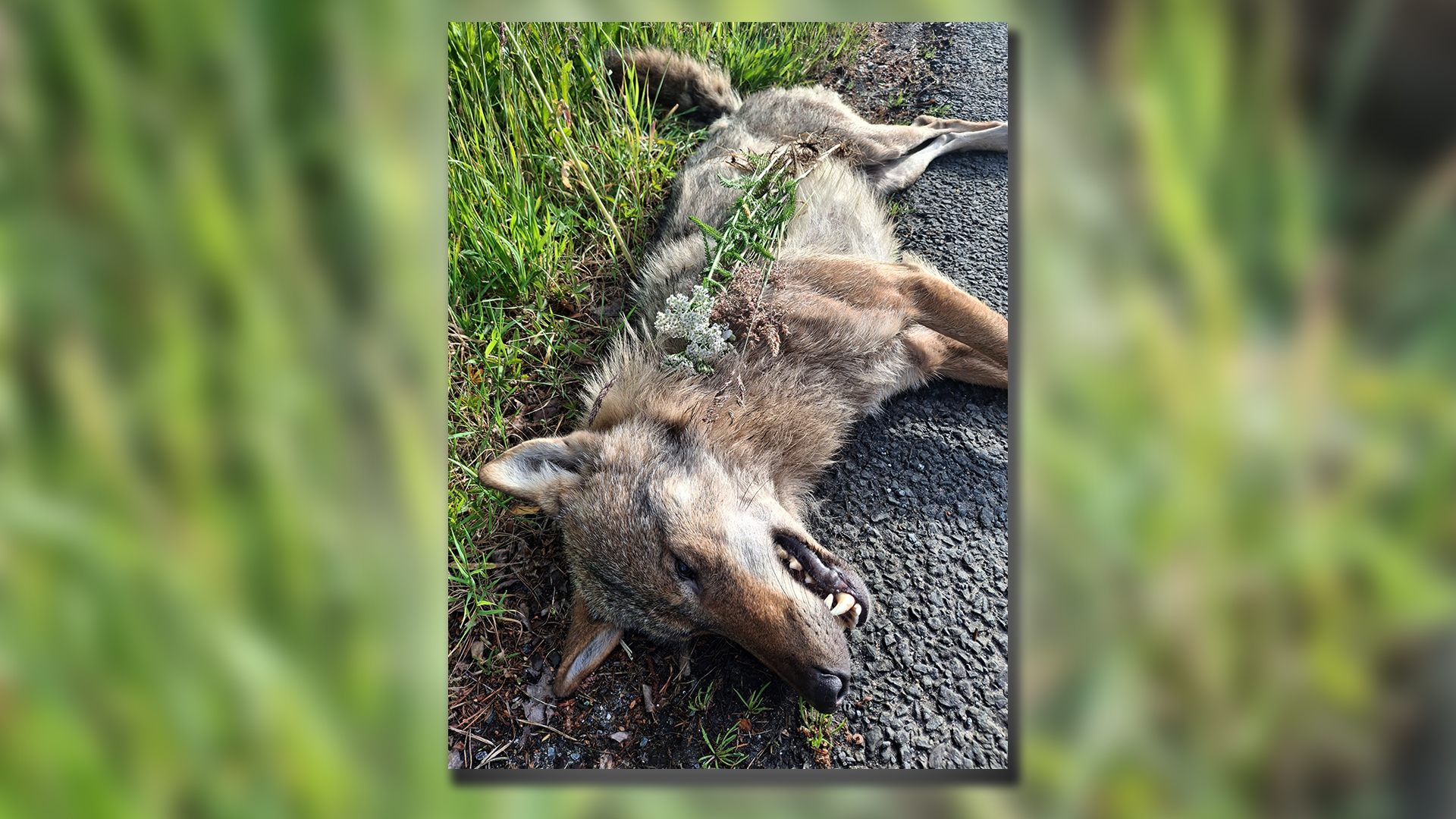 Wolf bij Leusden werd aangereden en was op slag dood, zeggen ooggetuigen