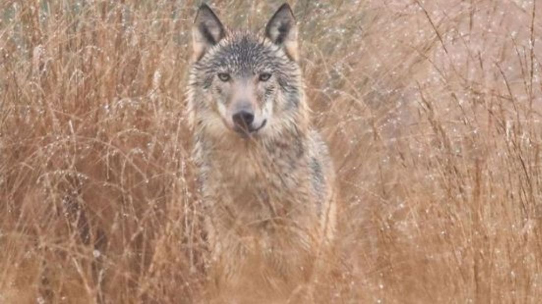 Een natuurfotograaf legde deze wolf in januari van dichtbij vast.