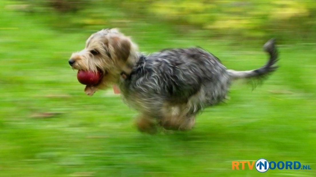 Dag van de Hond zet trouwe viervoeter in de spotlights RTV Noord Dag van de Hond zet trouwe viervoeter in de spotlights RTV Noord