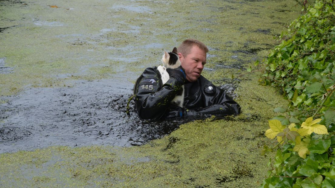 De brandweerman sprong het water in om de kat te redden