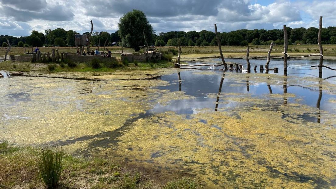 Algen groeien in natuurspeelplas Ommermars