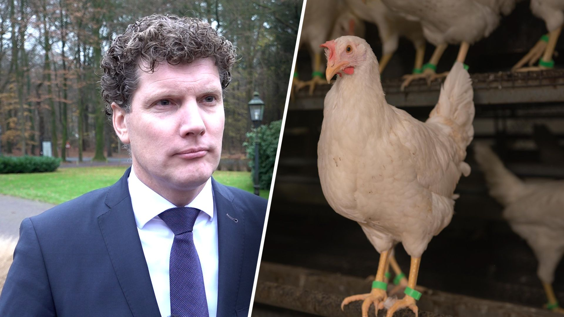 Vele vogelgriepuitbraken leiden tot zorgen bij burgemeester Barneveld