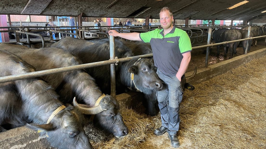 'Dansende' waterbuffels in Onstwedde: 'Prachtig om te zien'
