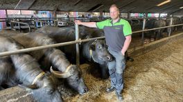 'Dansende' waterbuffels in Onstwedde: 'Prachtig om te zien'