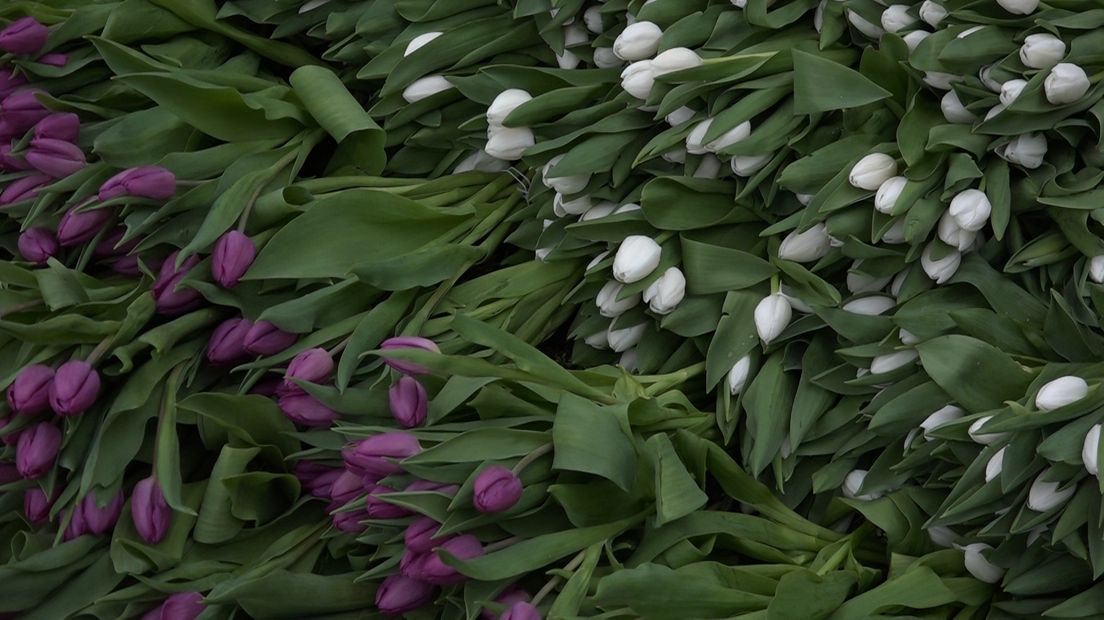 Maar liefst tienduizend tulpen zijn zaterdag neergelegd op het Ereveld Loenen. Het Nationaal Comité 4 en 5 mei riep eind april burgers op geld te doneren voor bloemen bij oorlogsmonumenten.
