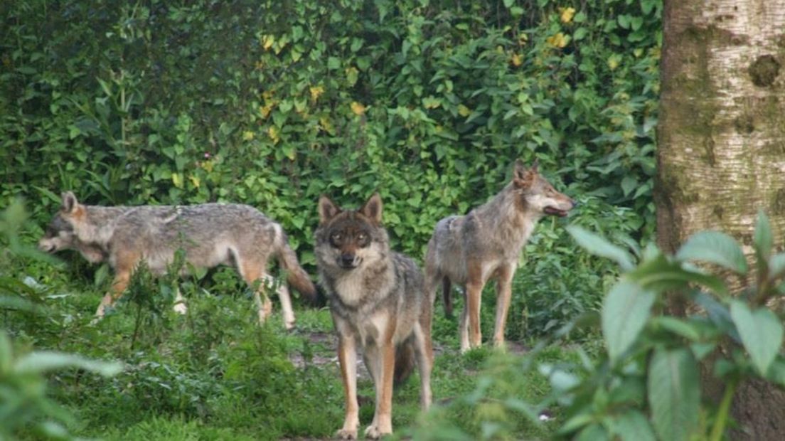 Europese wolf uit de Karpaten in Park Oikos in Ruinen
