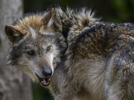 Provincie wil ‘wolfvrije regio’, maar kan nauwelijks ingrijpen: ‘Met deze aanpak zorgen we voor duidelijkheid’