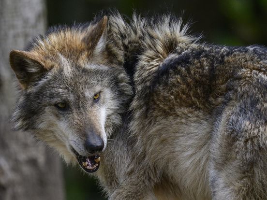 Provincie wil ‘wolfvrije regio’, maar kan nauwelijks ingrijpen: ‘Met deze aanpak zorgen we voor duidelijkheid’