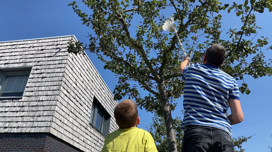 Met de fruitplukken bij de appels proberen te komen