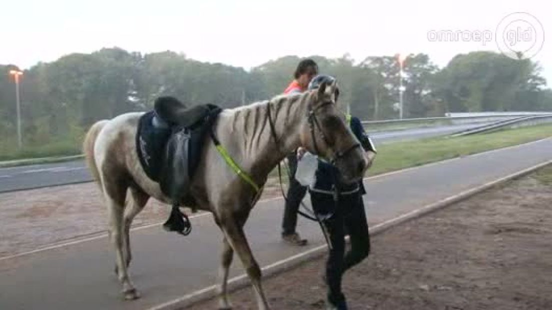 Amazone Ilian Trichopoulos is met haar paard Chivas uit de race Man vs Horse gestapt.