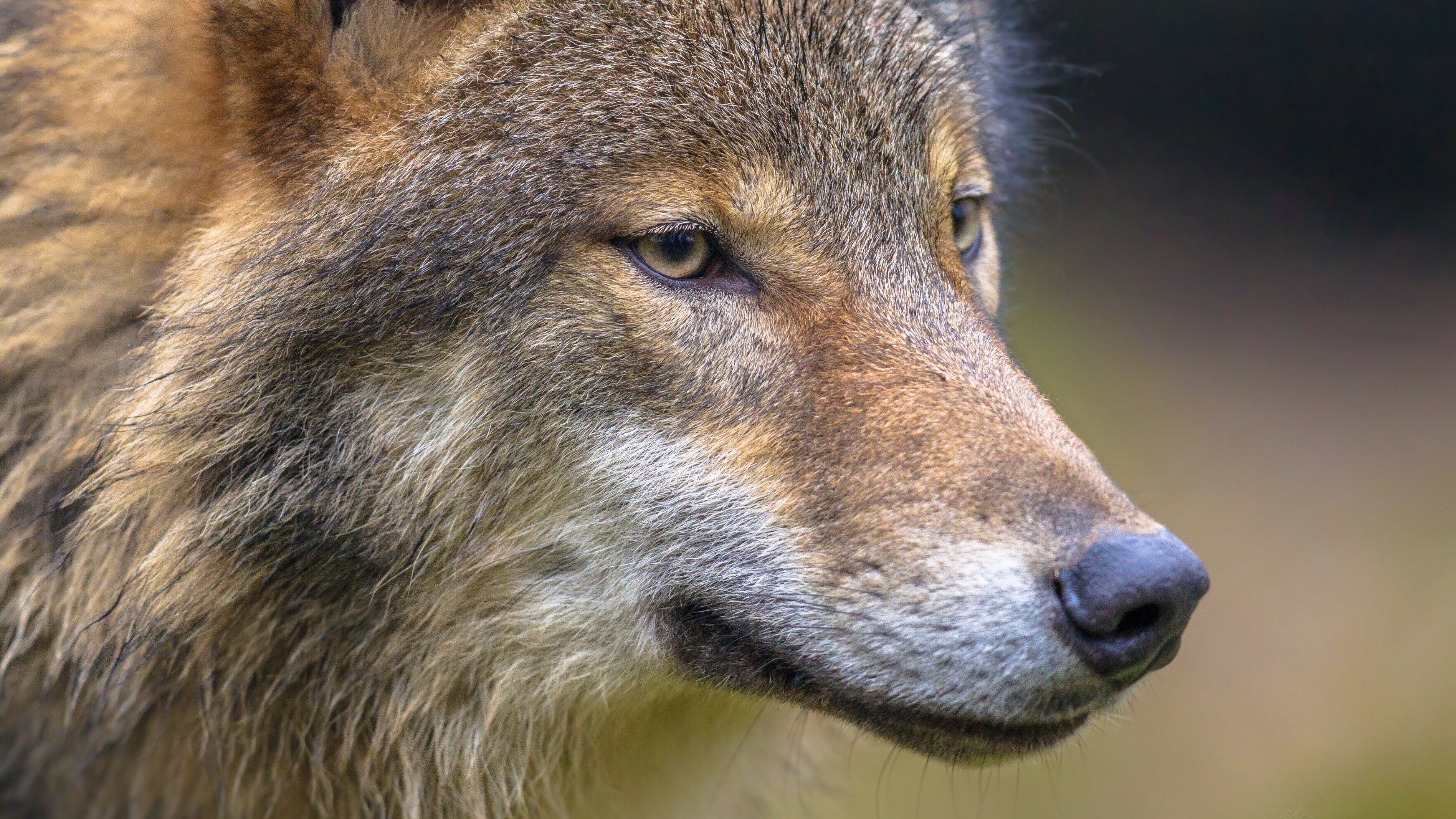 Fryske wolven sykje leefgebiet yn Drinte, sa lit DNA-ûndersyk sjen