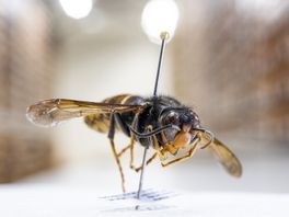 Hoe herken je een Aziatische hoornaar? 'Is het rood, maak het niet dood'