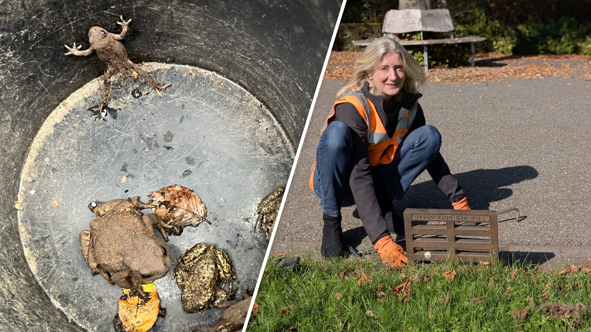 Zeldzame padden vast in put achter Griftpark, dan komt Wanda in actie