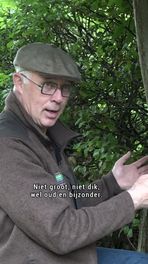 Staat mooiste boom in Drenthe?