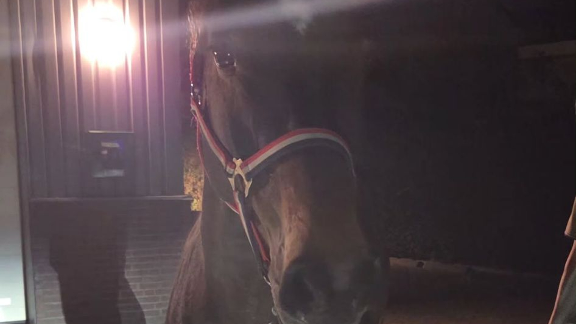 Paard Kit ontsnapt en rent rondjes door IJsselstein
