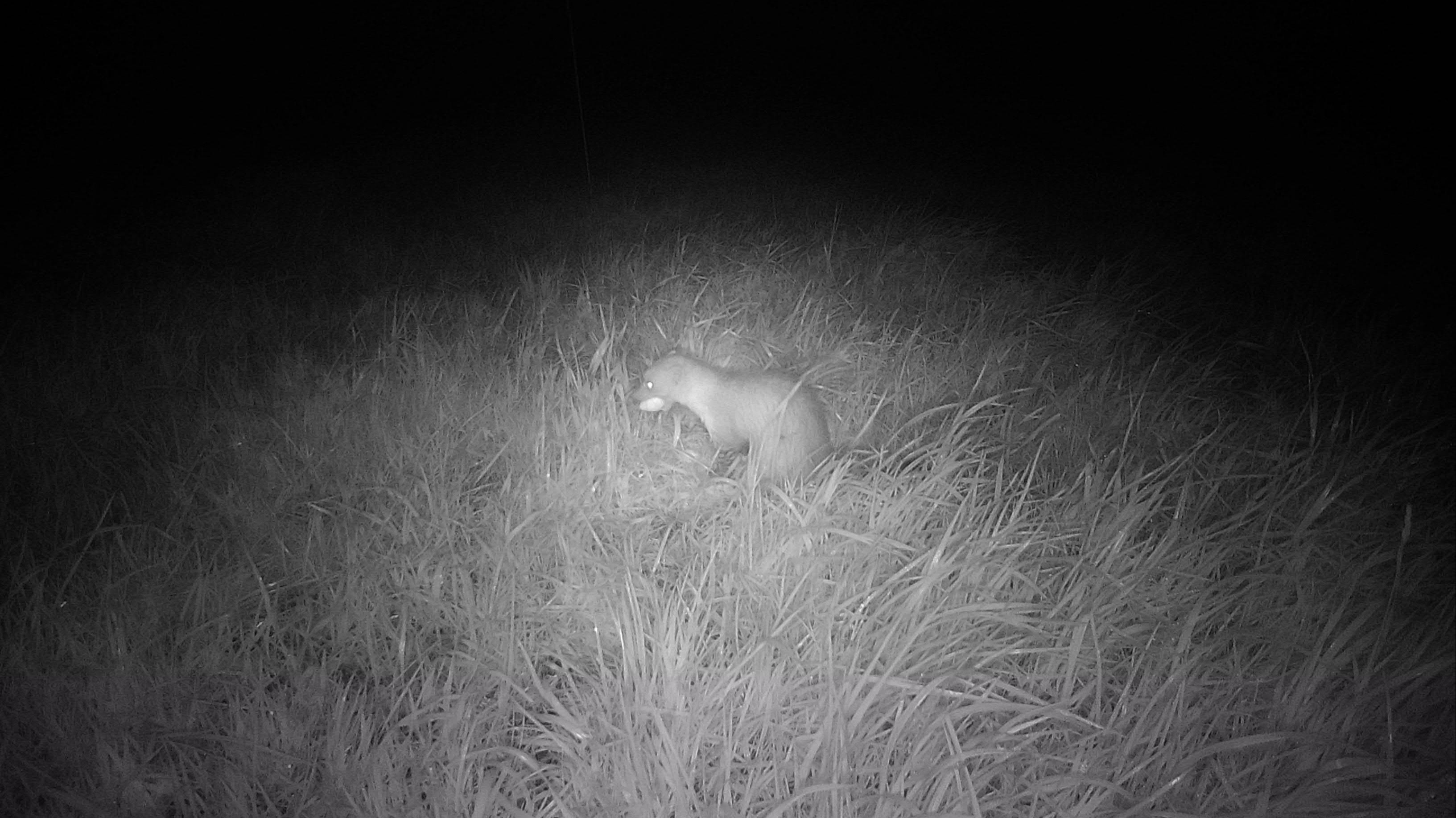 Steenmarters zaaien dood en verderf op Sallandse platteland